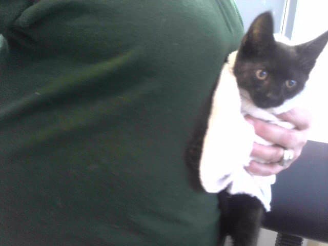 Dominic - Domestic Short Hair
