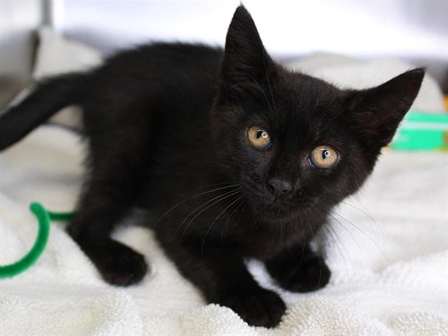 Dominic - Domestic Short Hair