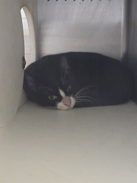 Timmy - Domestic Short Hair