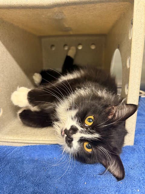 Cannoli - Domestic Long Hair