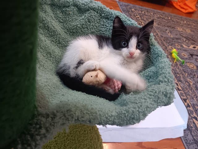 Sir Isaac Mewton - Domestic Short Hair