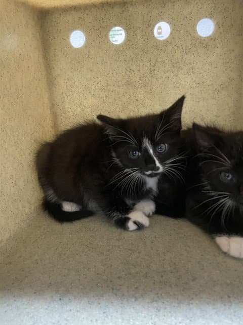 Slice - Domestic Short Hair