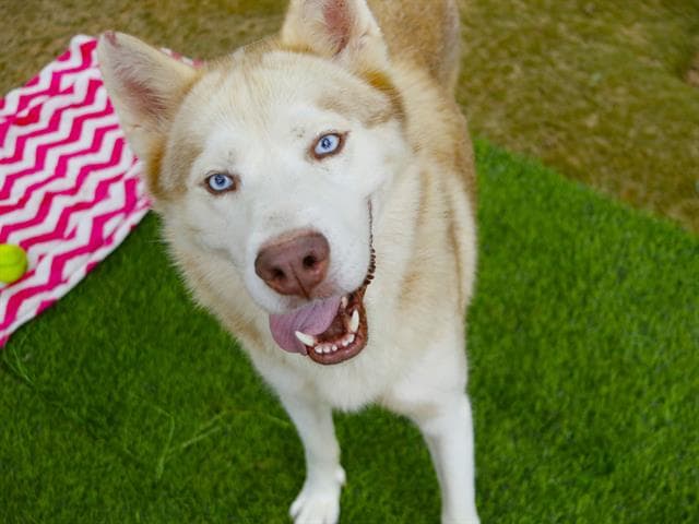 Yukon - Husky