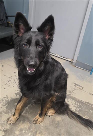 Nala - German Shepherd Dog