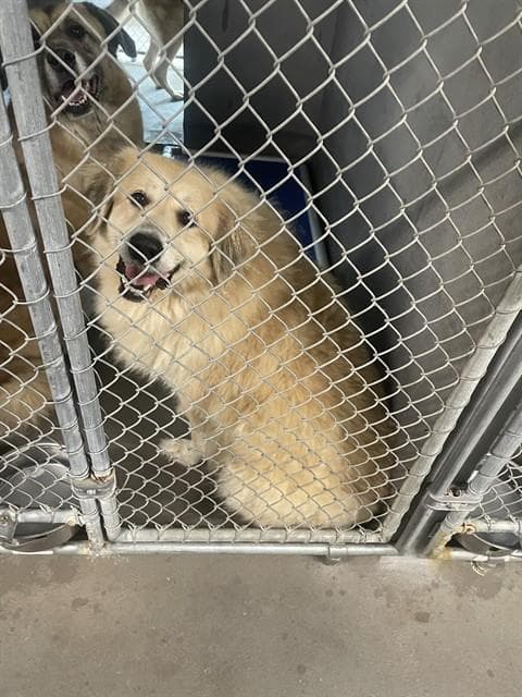 Ophelia - Great Pyrenees