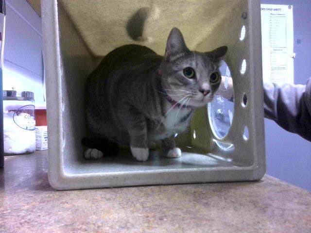Lucas - Domestic Short Hair