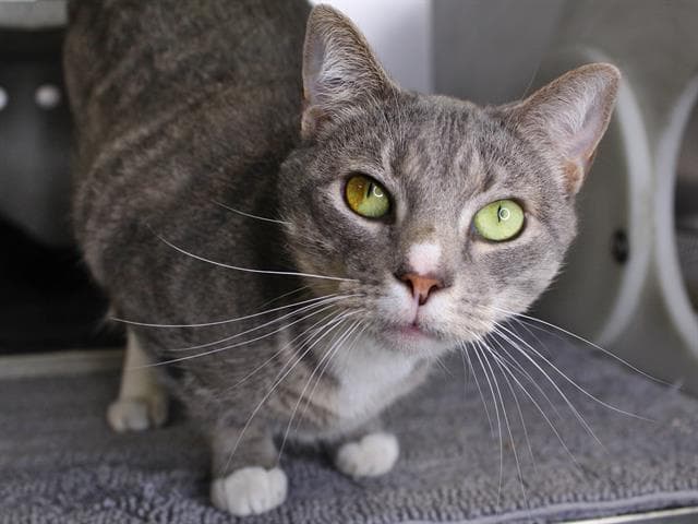 Lucas - Domestic Short Hair
