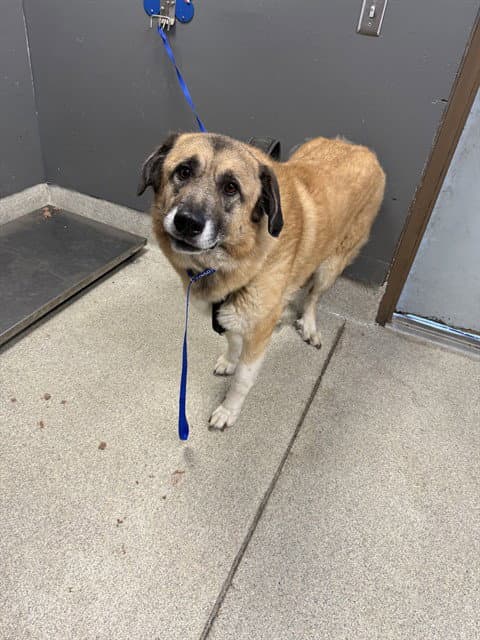 Ro - Anatolian Shepherd