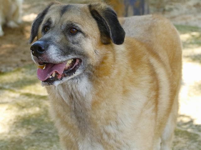 Ro - Anatolian Shepherd