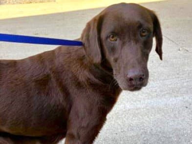 Elenwen - Labrador Retriever