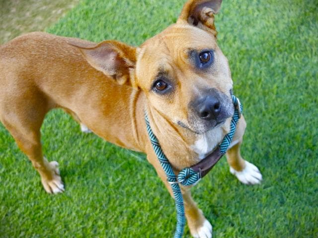 Rosie - American Staffordshire Terrier