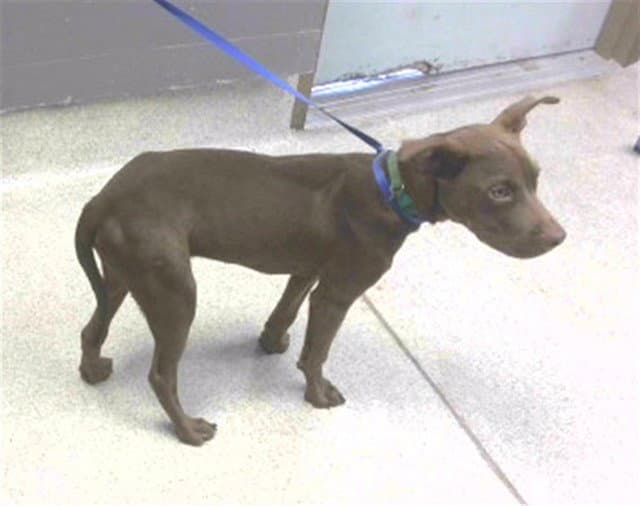 Unknown - Labrador Retriever