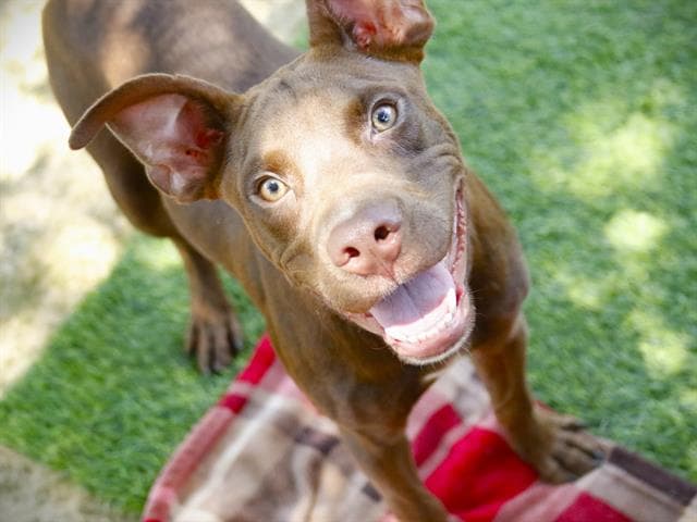 Unknown - Labrador Retriever