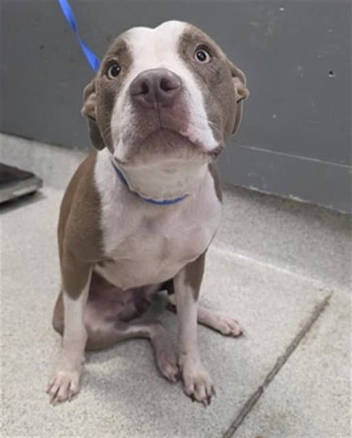 Cotton Candy - American Pit Bull Terrier