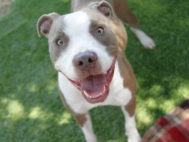 Cotton Candy - American Pit Bull Terrier