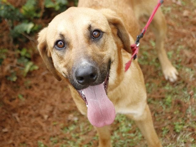 Cooper - Black Mouth Cur