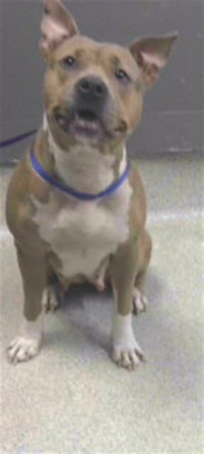 Funnel Cakes - American Pit Bull Terrier