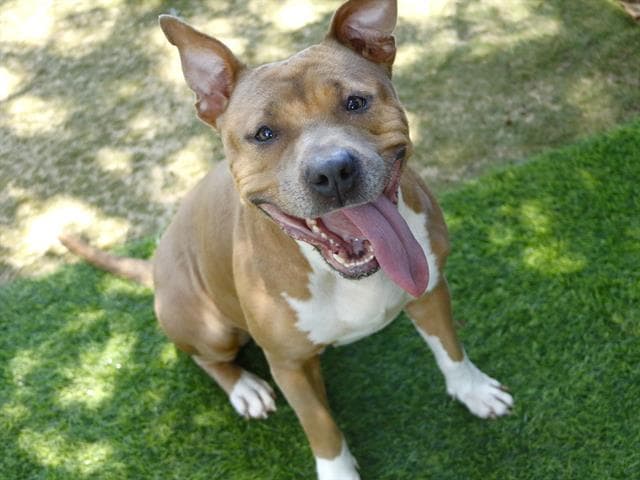 Funnel Cakes - American Pit Bull Terrier
