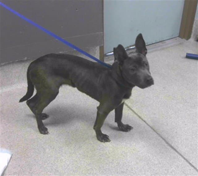Lexi - American Staffordshire Terrier