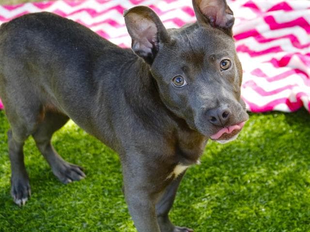 Lexi - American Staffordshire Terrier