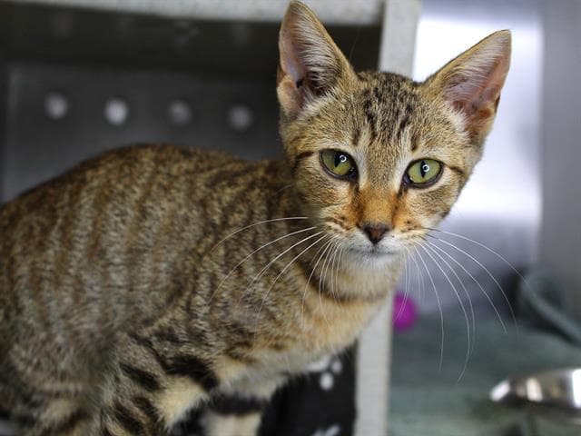 Diplo - Domestic Short Hair