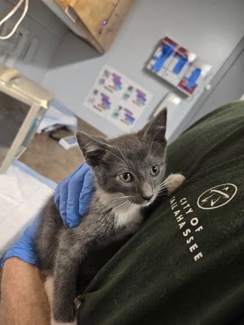 Gordon - Domestic Short Hair