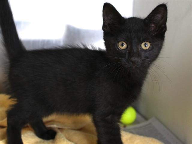 Tara - Domestic Short Hair