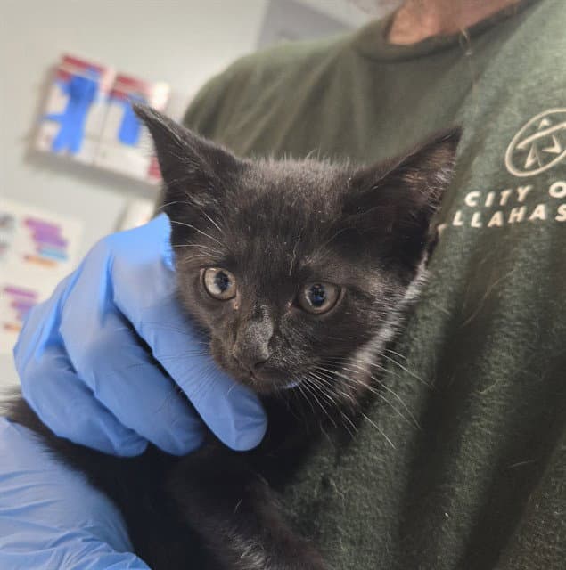 Cara - Domestic Short Hair