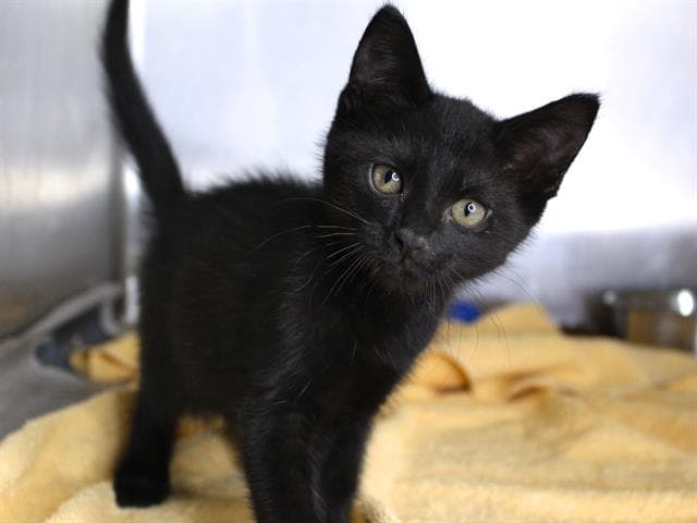 Cara - Domestic Short Hair
