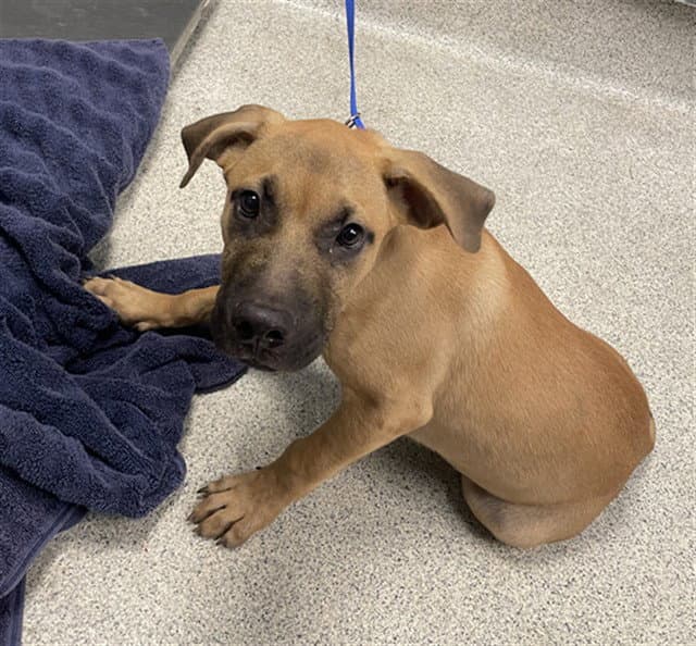 Jethro - Black Mouth Cur