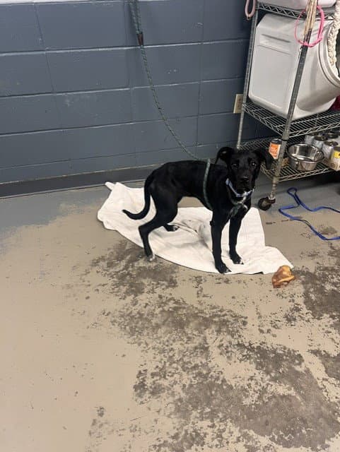 Minnow - Labrador Retriever
