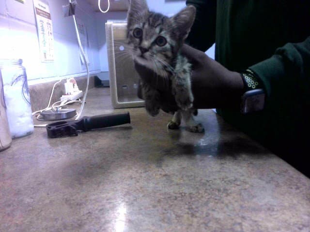 Ms Purrfect - Domestic Short Hair