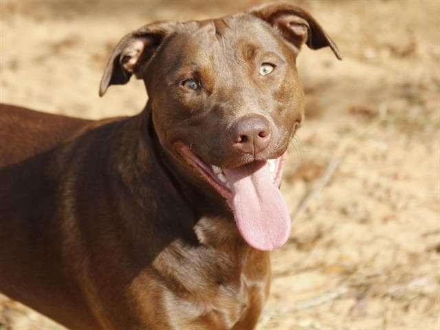 Star - Labrador Retriever
