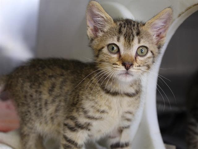 Hardwell - Domestic Short Hair