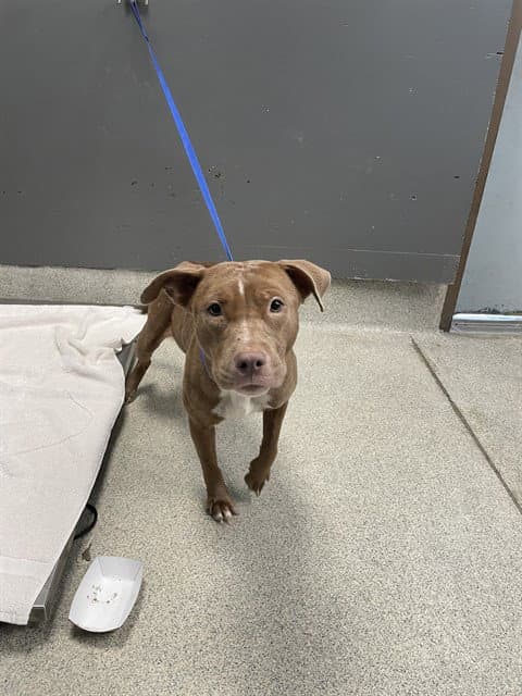 Nova - American Staffordshire Terrier