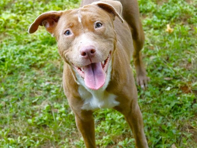 Nova - American Staffordshire Terrier