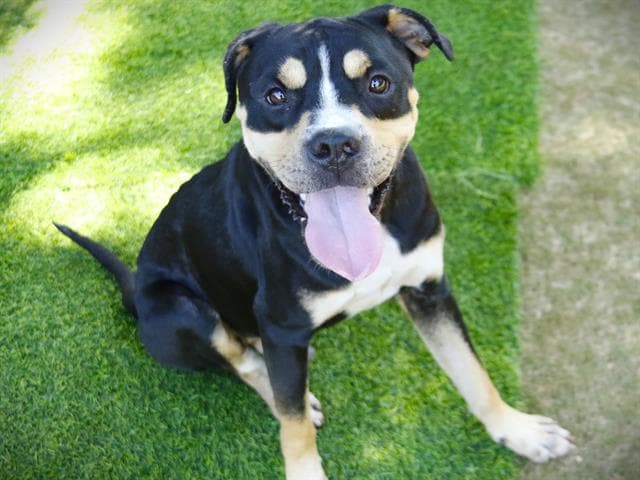 Bill - American Pit Bull Terrier