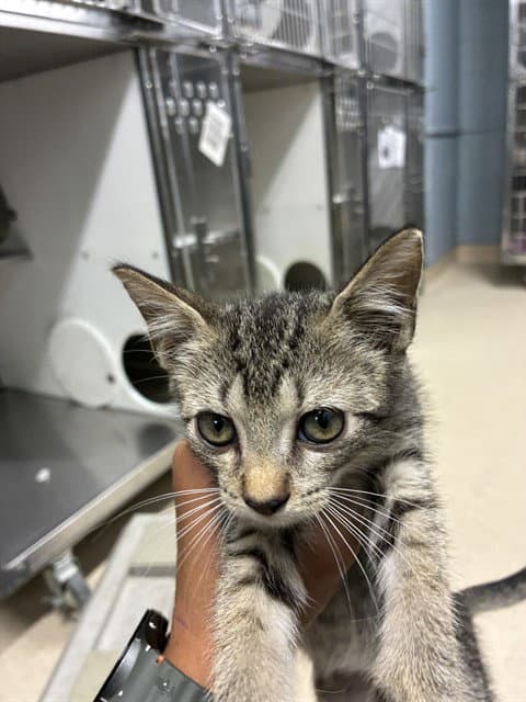 Jeebie - Domestic Short Hair