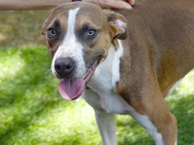 Jig Saw - Treeing Walker Coonhound