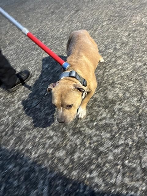 Kimbo - American Pit Bull Terrier