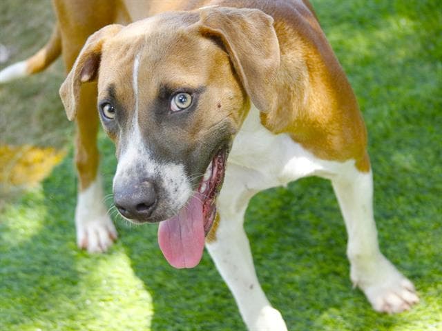 Waffles - Treeing Walker Coonhound