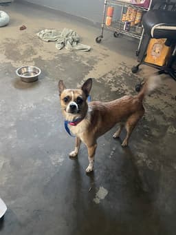 Bobby image 1