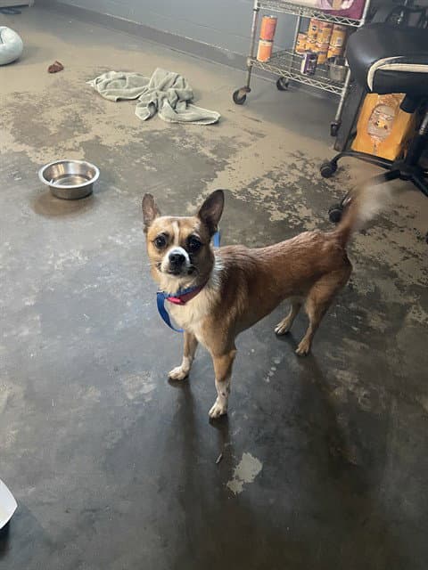 Bobby - Chihuahua