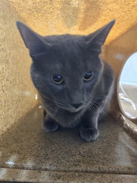 Smokey - Russian Blue