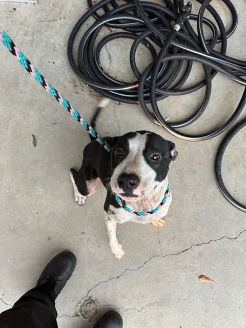 Pixie - American Pit Bull Terrier
