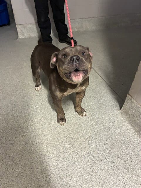 Jabba - American Bulldog
