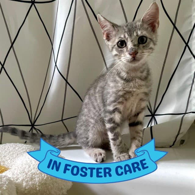 Ravine - Domestic Short Hair