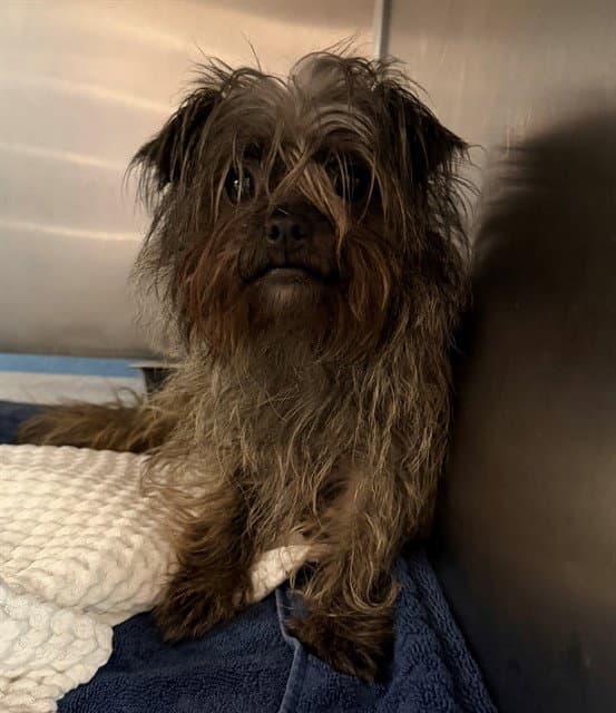 Prudence - Cairn Terrier