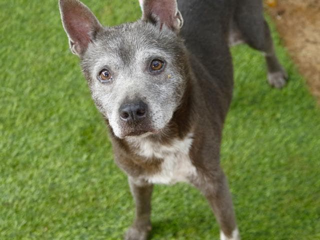 Heather - Jack Russell Terrier (Parson Russell Terrier)