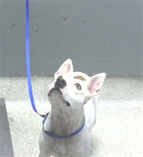 Jazzmin - American Staffordshire Terrier